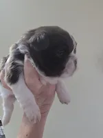 Liver & white male, a male Shih Tzu for sale in Salisbury, NC – 6 of 9