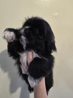 Black W/ white markings male , a male Shih Tzu for sale in Salisbury, NC – 5 of 10
