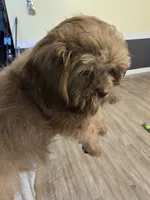 Liver Male, a male Shih Tzu for sale in Salisbury, NC – 8 of 8
