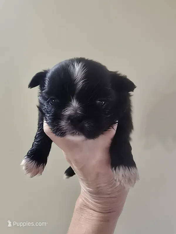 Black & white male  – Shih Tzu puppy for sale in Salisbury, NC