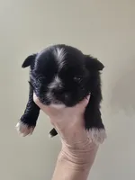 Black & white male , a male Shih Tzu for sale in Salisbury, NC – 1 of 10