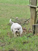 Sassy pants , a female Great Pyrenees and Siberian Husky for sale in Salisbury, NC – 2 of 4