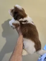 Red & White Female, a female Shih Tzu for sale in Salisbury, NC – 5 of 10