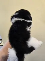 Black & White Male, a male Shih Tzu for sale in Salisbury, NC – 2 of 10