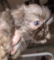 Female Liver w/Dobie Marking will turn cream later, a female Shih Tzu for sale in Salisbury, NC – Photo 6 of 9