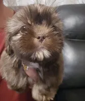 Female Liver w/Dobie Marking will turn cream later, a female Shih Tzu for sale in Salisbury, NC – Photo 2 of 9