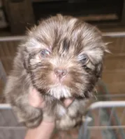 Female Liver w/Dobie Marking will turn cream later, a female Shih Tzu for sale in Salisbury, NC – Photo 8 of 9