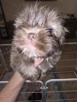 Female Liver w/Dobie Marking will turn cream later, a female Shih Tzu for sale in Salisbury, NC – Photo 9 of 9