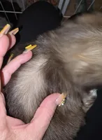 Female Liver w/Dobie Marking will turn cream later, a female Shih Tzu for sale in Salisbury, NC – Photo 3 of 9