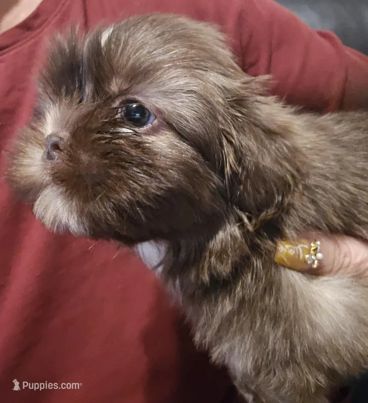 Female Liver w/Dobie Marking will turn cream later – Shih Tzu puppy for sale in Salisbury, NC