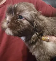 Female Liver w/Dobie Marking will turn cream later, a female Shih Tzu for sale in Salisbury, NC – Photo 1 of 9