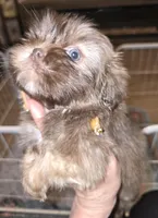 Female Liver w/Dobie Marking will turn cream later, a female Shih Tzu for sale in Salisbury, NC – Photo 4 of 9