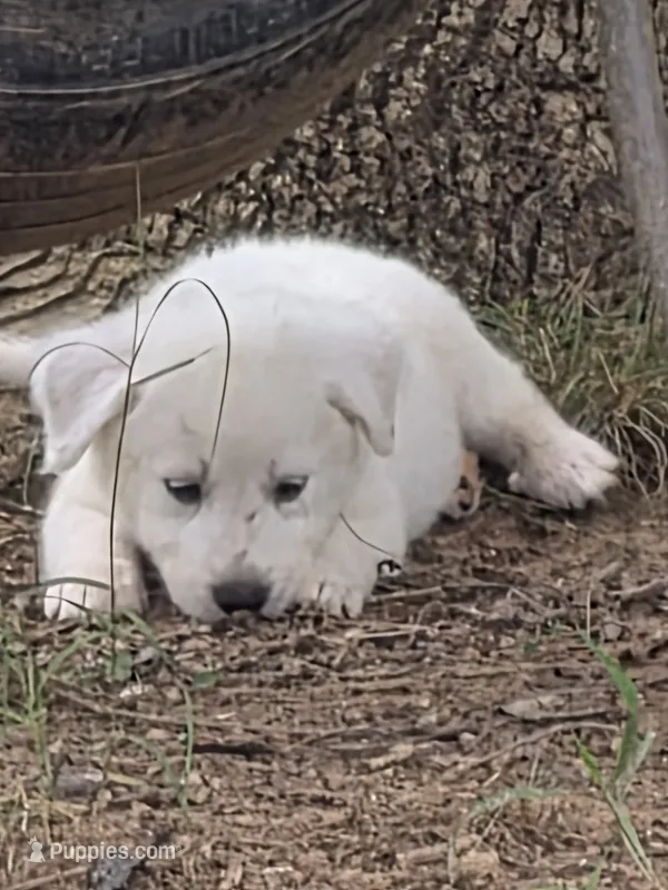 Sassy pants  – Great Pyrenees, Siberian Husky puppy for sale in Salisbury, NC