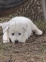 Sassy pants , a female Great Pyrenees and Siberian Husky for sale in Salisbury, NC – 1 of 4