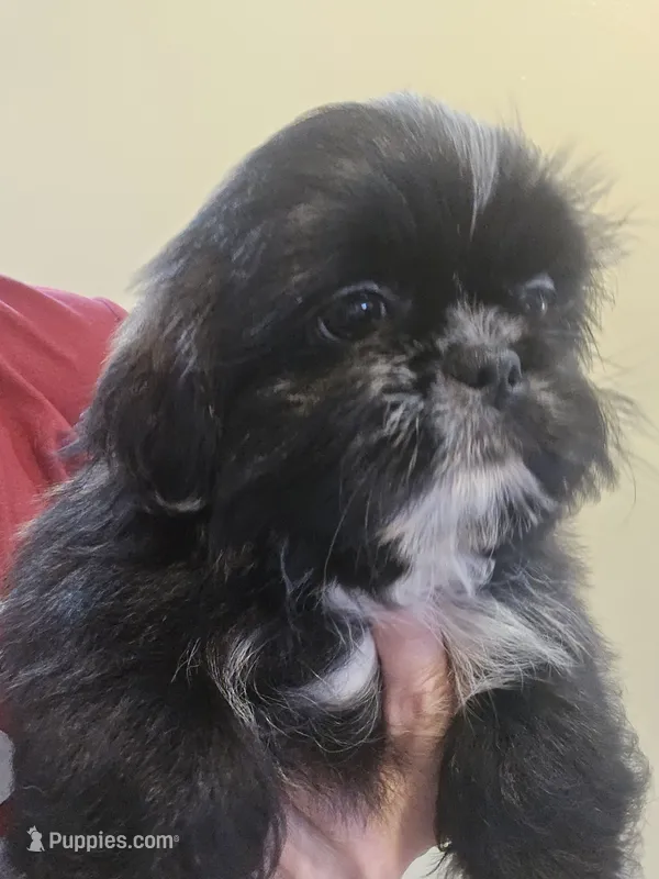 Black W/ white markings male  – Shih Tzu puppy for sale in Salisbury, NC