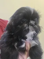 Black W/ white markings male , a male Shih Tzu for sale in Salisbury, NC – 1 of 10