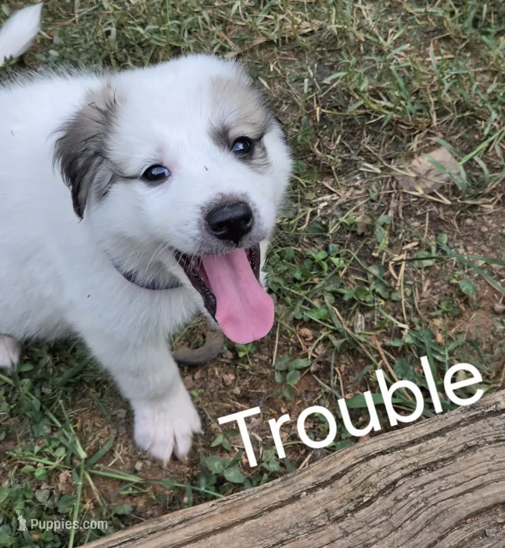 Trouble  – Great Pyrenees, Siberian Husky puppy for sale in Salisbury, NC