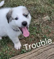Trouble , a female Great Pyrenees and Siberian Husky for sale in Salisbury, NC – 1 of 4
