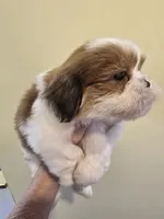 Red & White Female, a female Shih Tzu for sale in Salisbury, NC – 9 of 10