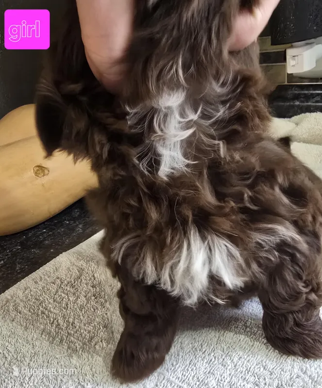 Louise's Liver Female – Shih Tzu puppy for sale in Salisbury, NC