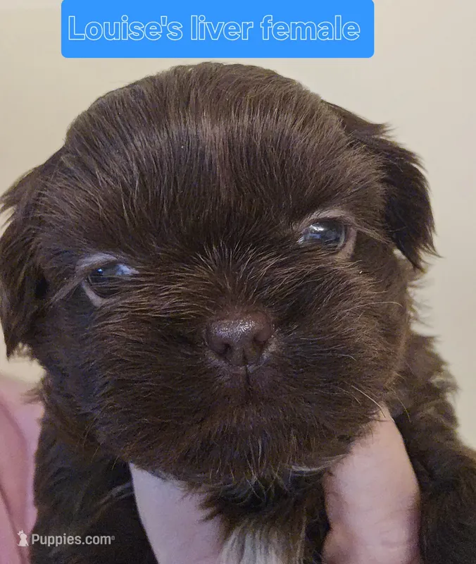 Louise's Liver Female