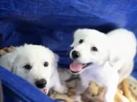 White female , a female Great Pyrenees and Siberian Husky for sale in Salisbury, NC – 5 of 5