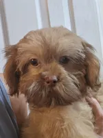 Liver Male, a male Shih Tzu for sale in Salisbury, NC – 2 of 8