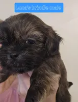 Luna's Sm Brindle Marked Male, a male Shih Tzu for sale in Salisbury, NC – Photo 2 of 9