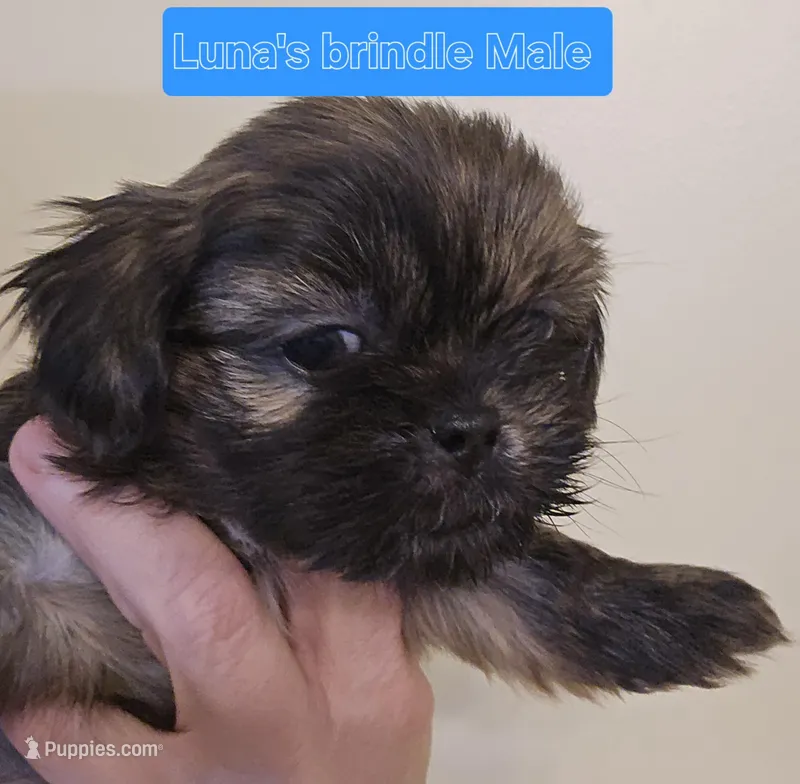 Luna's Sm Brindle Marked Male