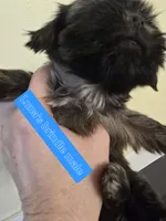 Luna's Sm Brindle Marked Male, a male Shih Tzu for sale in Salisbury, NC – Photo 7 of 9