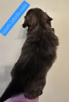 Luna's Sm Brindle Marked Male, a male Shih Tzu for sale in Salisbury, NC – Photo 6 of 9