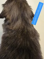 Luna's Sm Brindle Marked Male, a male Shih Tzu for sale in Salisbury, NC – Photo 5 of 9