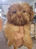 Liver Male, a male Shih Tzu for sale in Salisbury, NC – 4 of 8