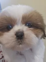 Red & White Female, a female Shih Tzu for sale in Salisbury, NC – 1 of 10