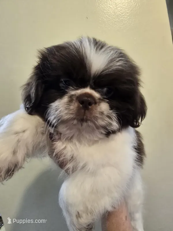 Liver & white male – Shih Tzu puppy for sale in Salisbury, NC