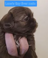 Luna's Tiny Liver Male, a male Shih Tzu for sale in Salisbury, NC – Photo 2 of 10