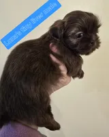 Luna's Tiny Liver Male, a male Shih Tzu for sale in Salisbury, NC – Photo 6 of 10