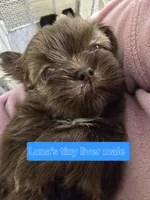 Luna's Tiny Liver Male, a male Shih Tzu for sale in Salisbury, NC – Photo 1 of 10