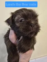 Luna's Tiny Liver Male, a male Shih Tzu for sale in Salisbury, NC – Photo 8 of 10