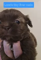 Luna's Tiny Liver Male, a male Shih Tzu for sale in Salisbury, NC – Photo 9 of 10