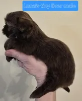 Luna's Tiny Liver Male, a male Shih Tzu for sale in Salisbury, NC – Photo 5 of 10