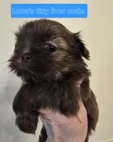 Luna's Tiny Liver Male, a male Shih Tzu for sale in Salisbury, NC – Photo 7 of 10