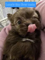 Luna's Tiny Liver Male, a male Shih Tzu for sale in Salisbury, NC – Photo 10 of 10