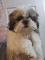 Tri Color Female, a female Shih Tzu for sale in Salisbury, NC – 6 of 10