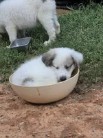 Trouble , a female Great Pyrenees and Siberian Husky for sale in Salisbury, NC – 3 of 4