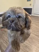 Liver Male, a male Shih Tzu for sale in Salisbury, NC – 5 of 8