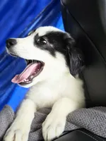 Alfa girl, a female Great Pyrenees and Alaskan Husky for sale in Salisbury, NC – 3 of 3