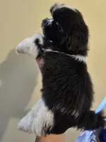 Black & White Male, a male Shih Tzu for sale in Salisbury, NC – 4 of 10