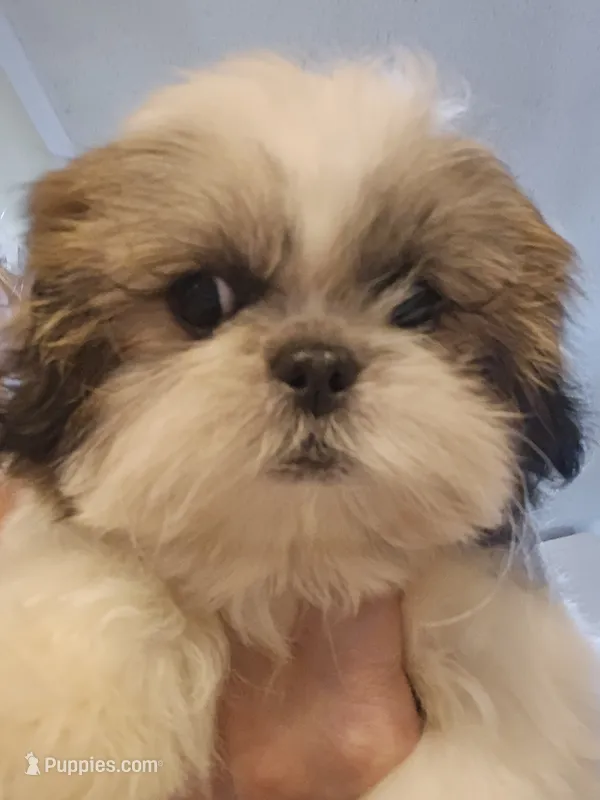 Tri Color Female – Shih Tzu puppy for sale in Salisbury, NC