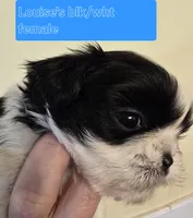 Louise's Black & White Female, a female Shih Tzu for sale in Salisbury, NC – Photo 9 of 9